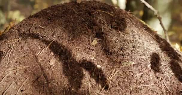Formigas escalam um formigueiro na floresta — Vídeo de Stock