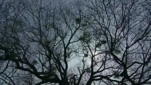Ein einsamer Baum ohne Blätter — Stockvideo