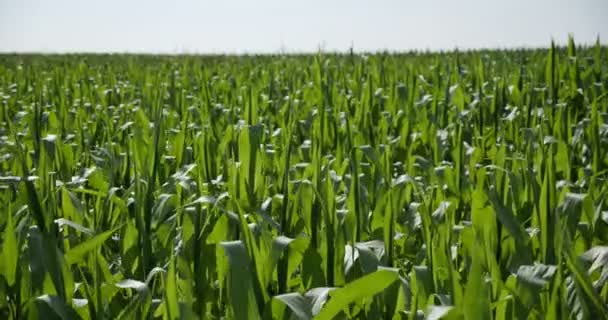 Kukuřičné listy, zelené kukuřičné pole — Stock video
