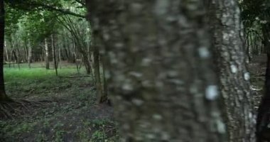 Ormanda vahşi bir geyik