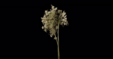 Başmelek Angelica. Angelica Tıbbi. Çayır otu. Alfa kanalı 
