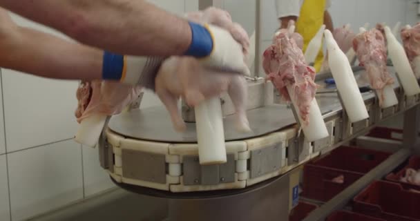 Processing and dismemberment of chicken — Stock Video