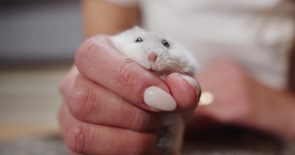 Hamster putih kecil duduk di tangan gadis-gadis — Stok Video