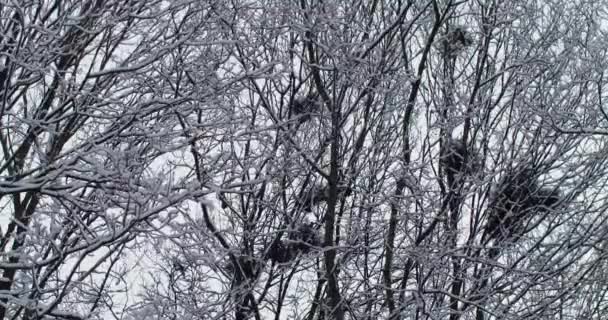 Стая черных ворон сидит на заснеженных деревьях — стоковое видео