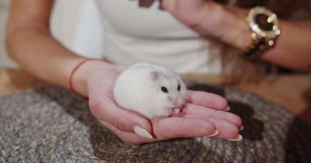 Malý bílý křeček sedí v dívčí ruce — Stock video