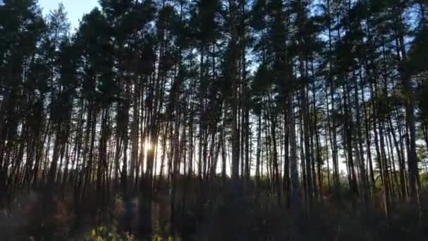太陽の光が森を破る。動きの概念 — ストック動画