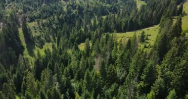 Karpatlar çam ormanlarıyla kaplı. Dağlık arazi