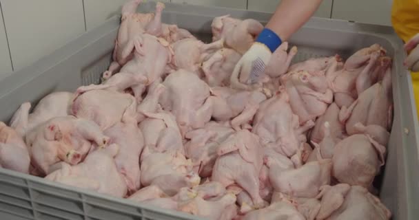 Usine de transformation de la viande. Carcasse de poulet — Video