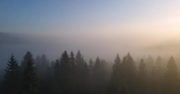 高山森林中的浓雾。《喀尔巴阡山脉黎明》 — 图库视频影像