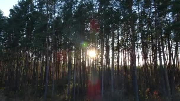 Solstrålarna bryter igenom skogen. Begreppet rörlighet — Stockvideo