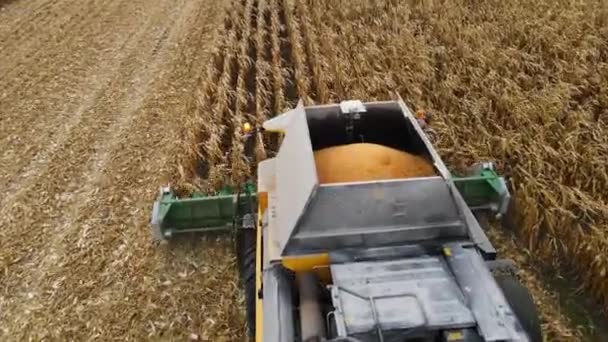 Cosechando maíz en el campo de otoño. — Vídeos de Stock