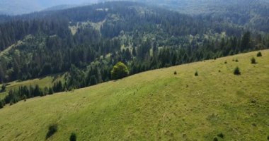 Dağın tepesinde yoğun ladin ormanları