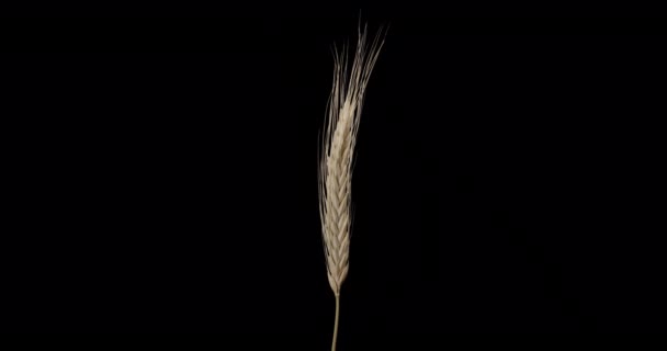 Alfa kanalı. Buğday sarısı kulaklar - tahıl — Stok video
