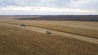 Sonbahar tarlasında mısır hasadı..