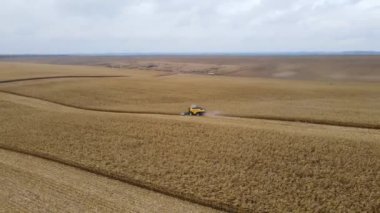 Sonbahar tarlasında mısır hasadı..