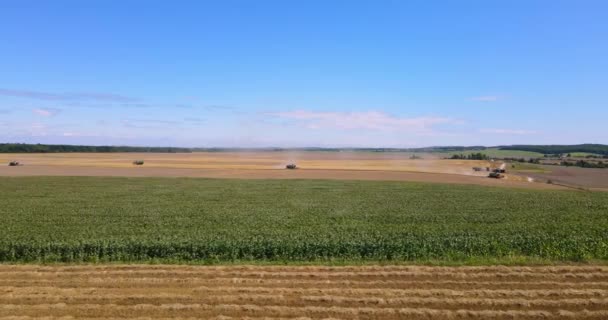 Mnoho sklízečů sklízí pšeničné pole — Stock video
