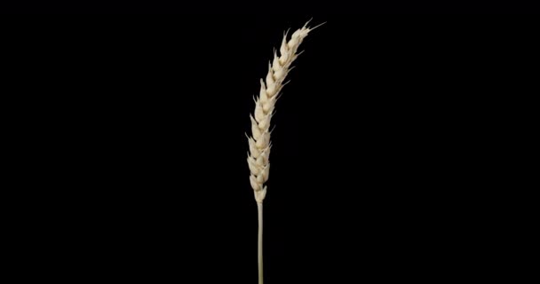 小麦の耳黄色アルファチャンネル — ストック動画