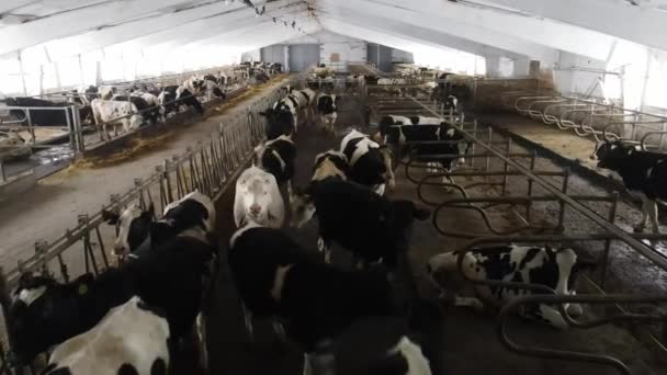 Una gran manada de vacas en una granja lechera en un establo. Cría de ganado vacuno. — Vídeos de Stock