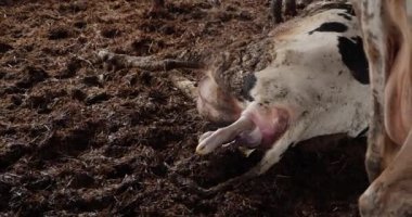 Bir inek bir buzağı doğurur. Doğum anı.