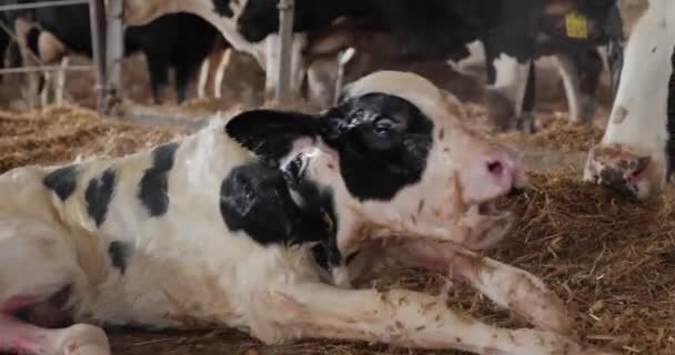 Egy újszülött borjú egy farmon fekszik a szénán, és nyögdécsel, körülvéve egy tehéncsordával. — Stock videók