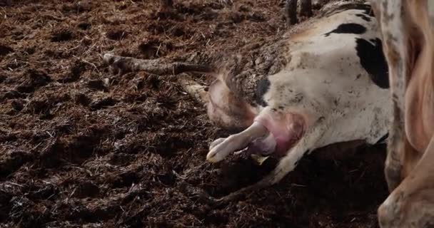 Корова народжує теля. Момент народження — стокове відео