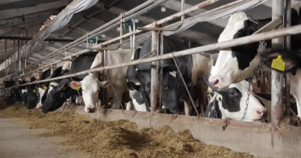 一头黑白相间的奶牛排在现代奶牛场上.牲畜喂干草. — 图库视频影像