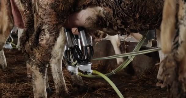 Vacas leiteiras na fazenda com uma máquina de ordenha — Vídeo de Stock