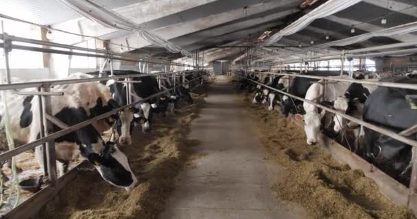 在农场里喂牛.带有特殊食物的奶牛饲料. — 图库视频影像