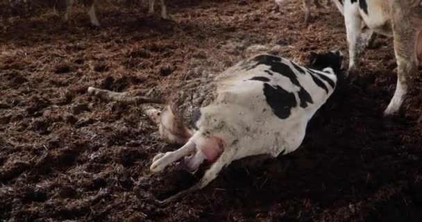 Moment précis où la vache donne naissance à un veau dans une ferme laitière. Bovins de reproduction. — Video