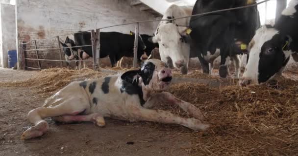 Das neugeborene Kalb auf dem Hof liegt auf dem Heu und versucht zum ersten Mal auf die Beine zu kommen, und um ihn herum eine Herde Kühe — Stockvideo