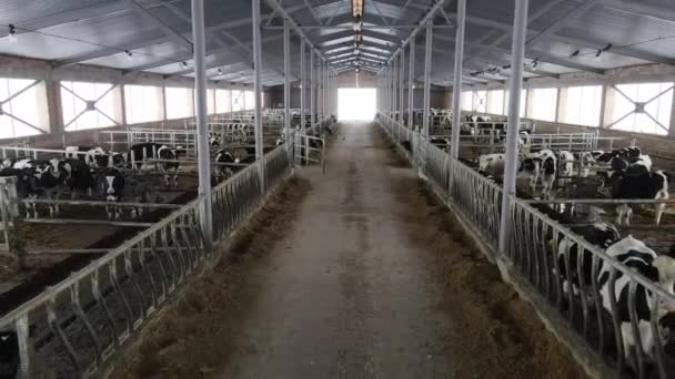 子牛が飼育されている農場の別の部屋 — ストック動画