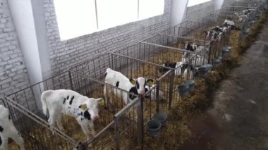 Kuşhanede küçük şirin bir buzağı. Sığır yetiştiriyorum..