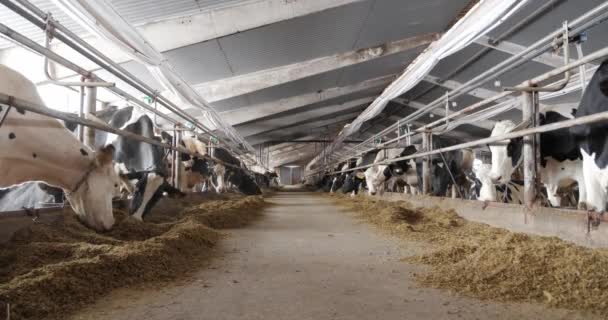 牛在农场里繁殖.奶牛喂干草 — 图库视频影像