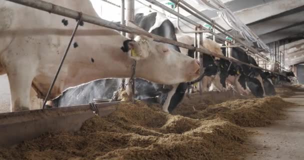 Granja ganadera. Raza vacas para productos lácteos. — Vídeos de Stock