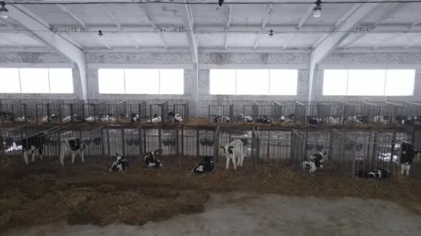 Jeunes veaux noirs et blancs dans une cage. Élever des vaches pour le lait et la viande. — Video