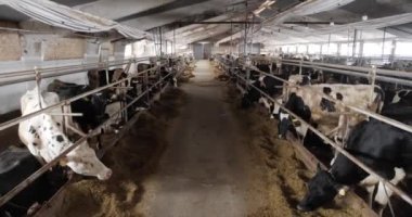 İnek ahırında birçok inek yemek yer. Hayvan yetiştiriciliği.