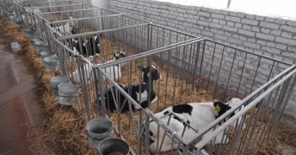 Neugeborene Kälber liegen im Laufstall auf dem Hof. Kühe züchten — Stockvideo