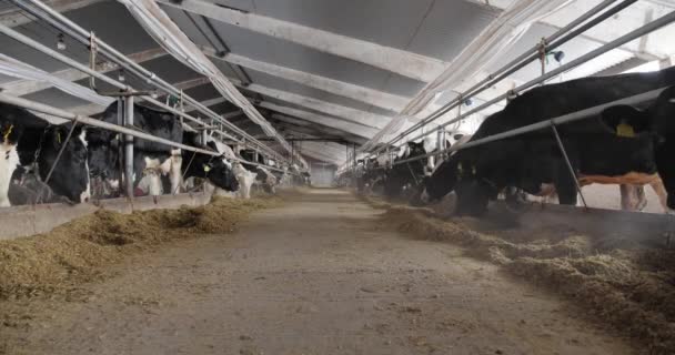 在农场里,奶牛吃草.奶牛繁育 — 图库视频影像