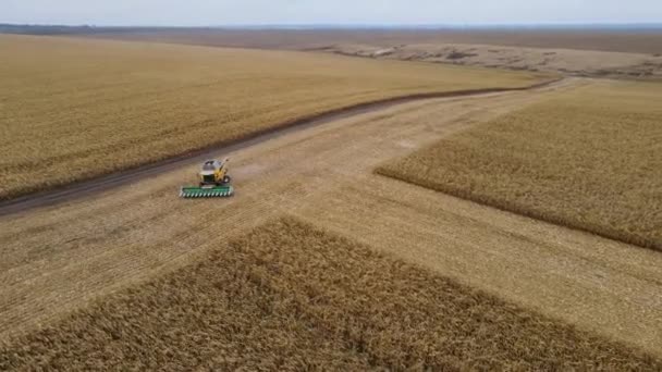ウクライナのリヴネ- 2021年11月23日。秋の畑でトウモロコシを収穫. — ストック動画