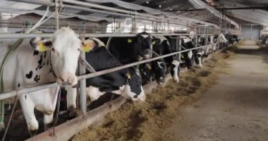 Çiftlik hayvanları için bir çeşit yem. Çiftlikteki saman demetleri