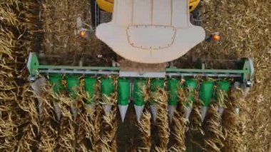 Sonbahar tarlasında mısır hasadı..