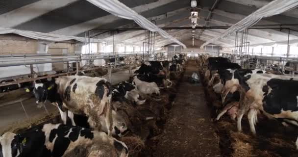 A teheneket nem megfelelő körülmények között tartsák a gazdaságban. Mocskos tehénfarm. — Stock videók