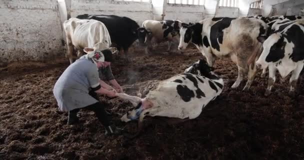 Çiftlikte çalışan kadınlar ineğin doğurmasına yardım ediyor. Sığır yetiştiriciliği. — Stok video