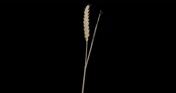 Alpha channel. Annual cereals - a spikelet of wheat — 비디오
