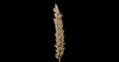 Alpha channel. agricultural products - wheat ears