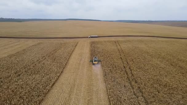 Ровно, Украина - 23 ноября 2021 года. Сбор кукурузы на осеннем поле. — стоковое видео