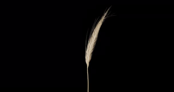 Alpha channel. agricultural products - wheat ears