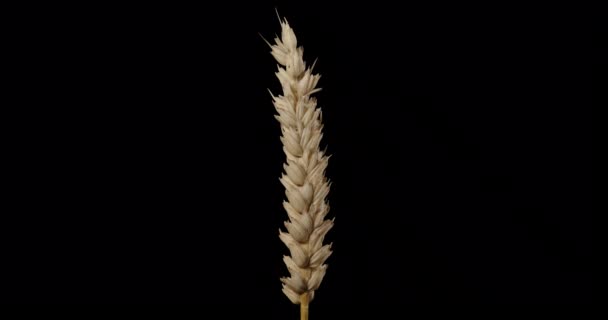 Альфа канал. сельскохозяйственная продукция - пшеничные уши — стоковое видео