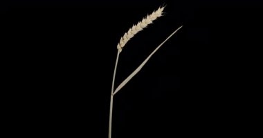 dried wheat ears. Alpha channel