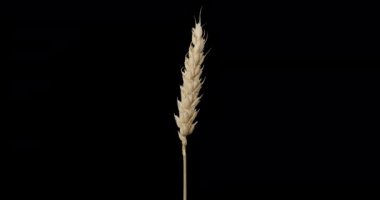 dried wheat ears. Alpha channel